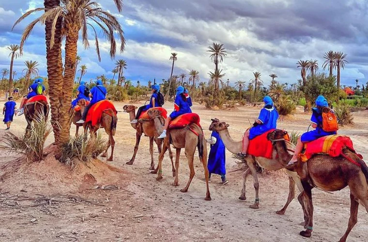Caravan of camels with tourists in blue and red traditional clothing trekking through palm groves in Palmeraie desert near Marrakech